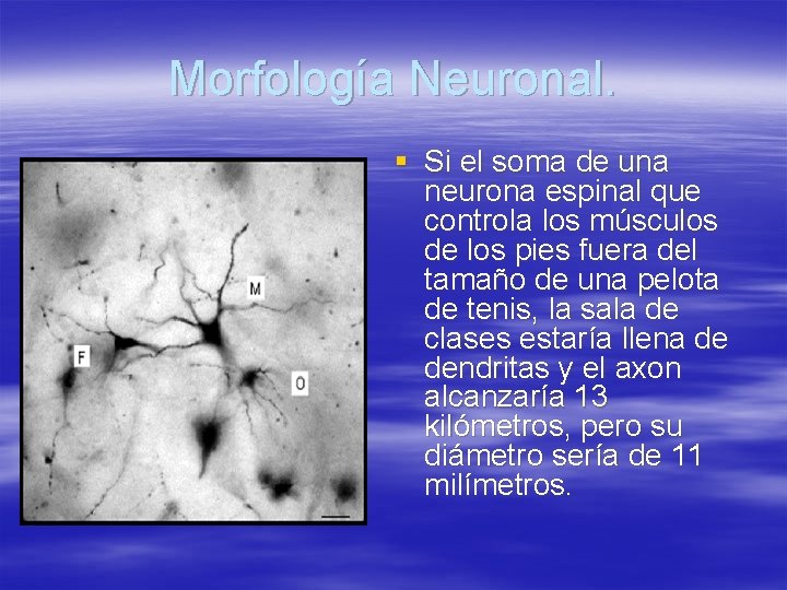 Morfología Neuronal. § Si el soma de una neurona espinal que controla los músculos
