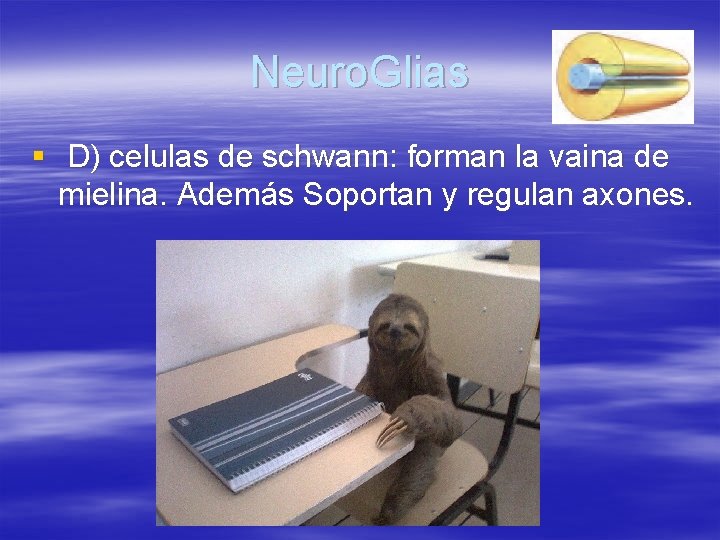 Neuro. Glias § D) celulas de schwann: forman la vaina de mielina. Además Soportan