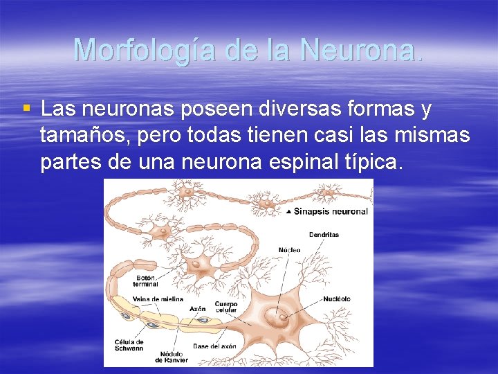 Morfología de la Neurona. § Las neuronas poseen diversas formas y tamaños, pero todas