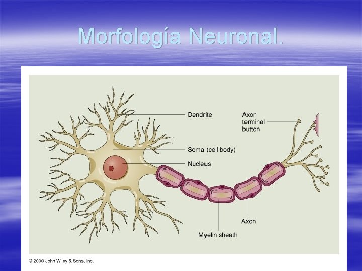 Morfología Neuronal. 