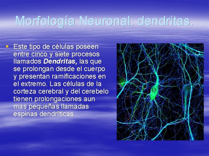 Morfología Neuronal: dendritas. § Este tipo de células poseen entre cinco y siete procesos
