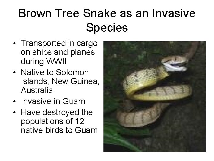 Brown Tree Snake as an Invasive Species • Transported in cargo on ships and