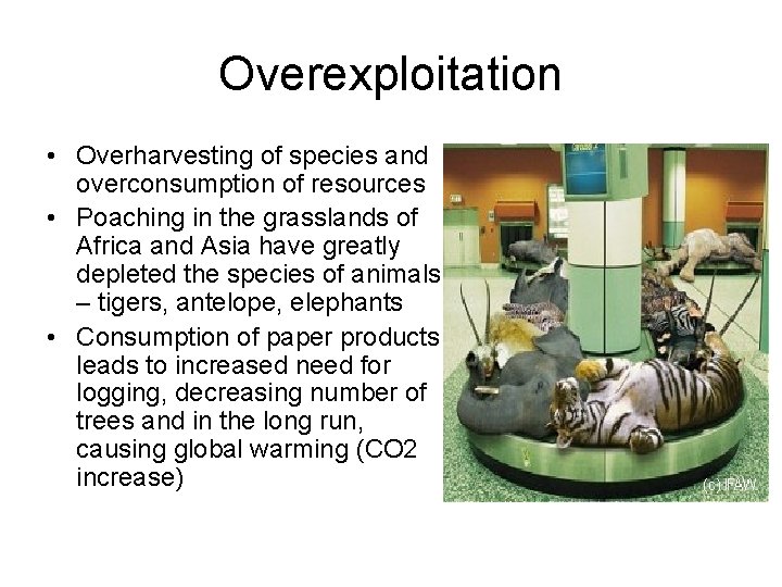 Overexploitation • Overharvesting of species and overconsumption of resources • Poaching in the grasslands