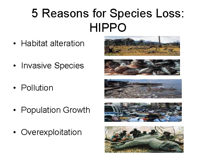 5 Reasons for Species Loss: HIPPO • Habitat alteration • Invasive Species • Pollution
