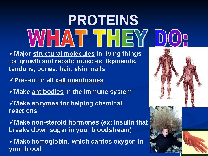 PROTEINS üMajor structural molecules in living things for growth and repair: muscles, ligaments, tendons, PROTEINS üMajor structural molecules in living things for growth and repair: muscles, ligaments, tendons,