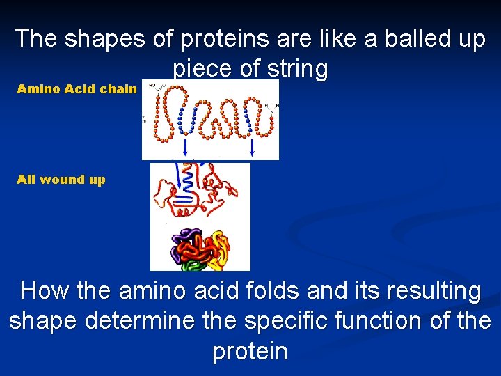 The shapes of proteins are like a balled up piece of string Amino Acid The shapes of proteins are like a balled up piece of string Amino Acid