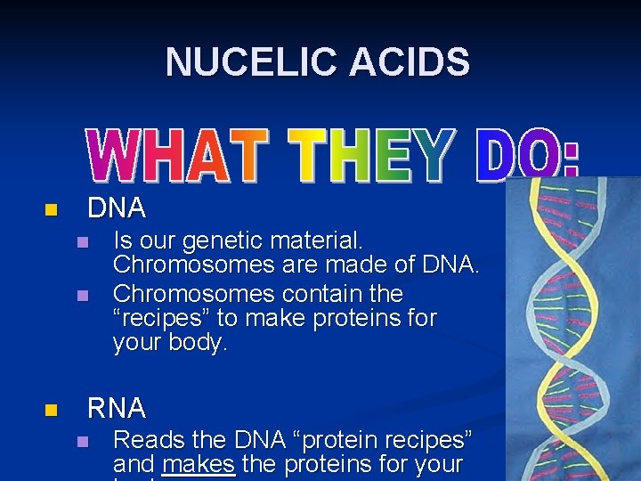 NUCELIC ACIDS n DNA n n n Is our genetic material. Chromosomes are made NUCELIC ACIDS n DNA n n n Is our genetic material. Chromosomes are made
