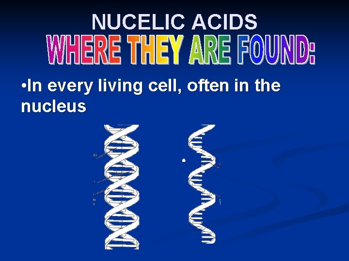 NUCELIC ACIDS • In every living cell, often in the nucleus NUCELIC ACIDS • In every living cell, often in the nucleus
