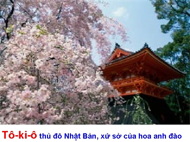 Tô-ki-ô thủ đô Nhật Bản, xứ sở của hoa anh đào 