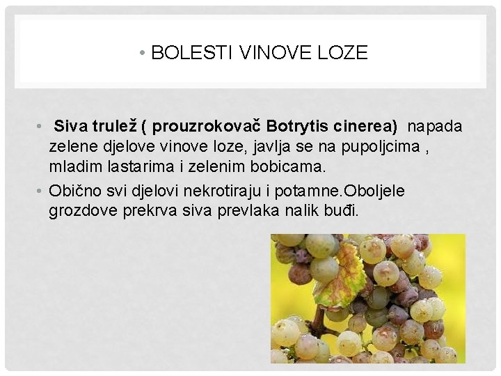  • BOLESTI VINOVE LOZE • Siva trulež ( prouzrokovač Botrytis cinerea) napada zelene