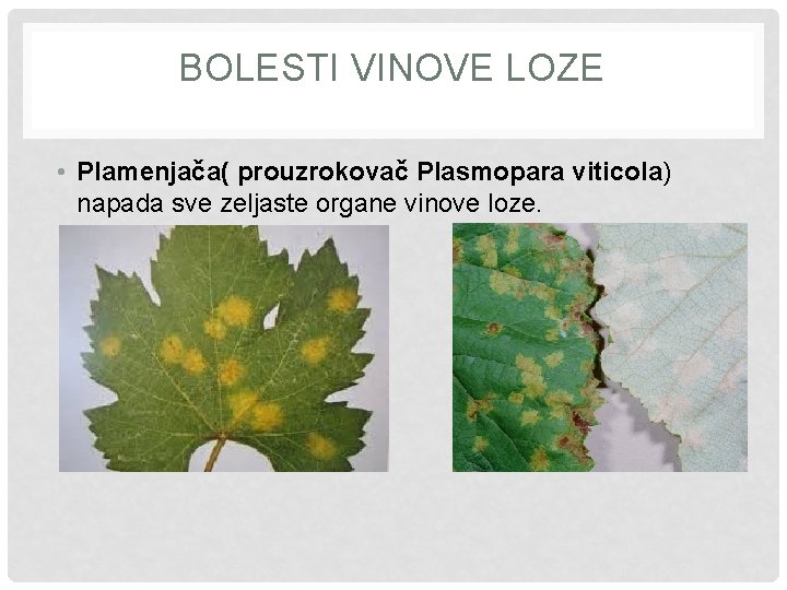 BOLESTI VINOVE LOZE • Plamenjača( prouzrokovač Plasmopara viticola) napada sve zeljaste organe vinove loze.