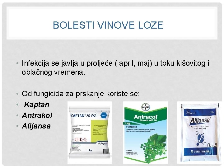 BOLESTI VINOVE LOZE • Infekcija se javlja u proljeće ( april, maj) u toku