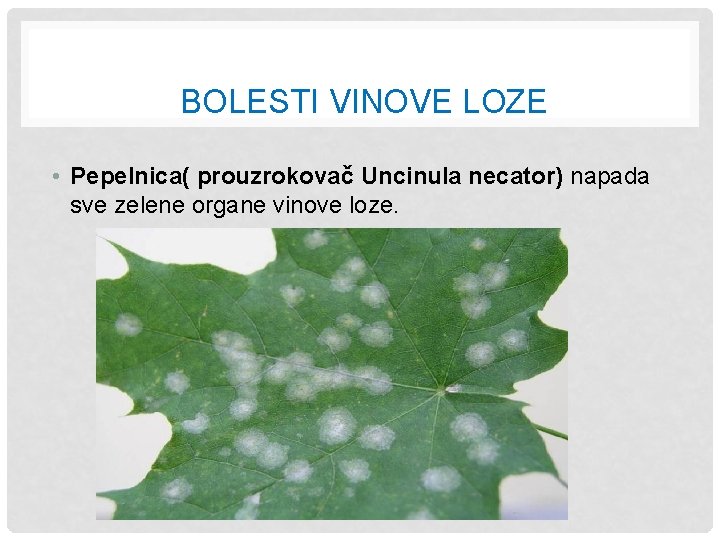 BOLESTI VINOVE LOZE • Pepelnica( prouzrokovač Uncinula necator) napada sve zelene organe vinove loze.