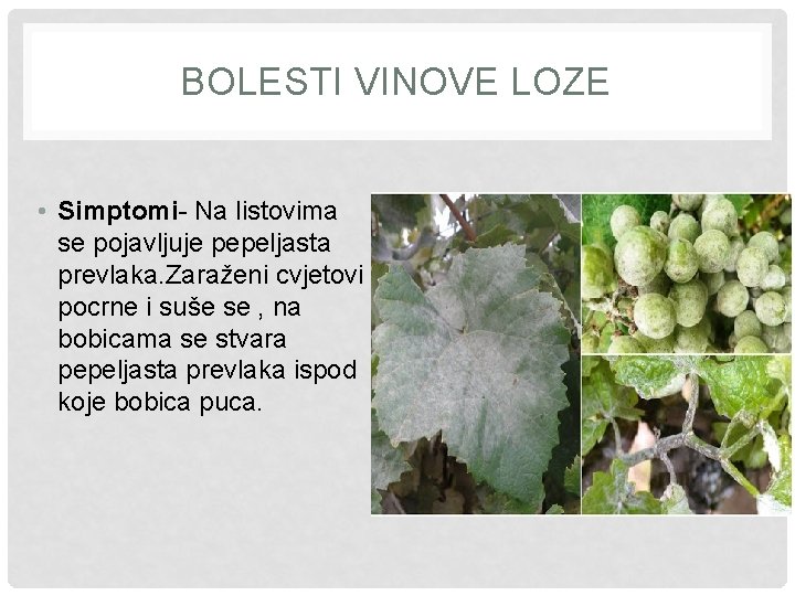 BOLESTI VINOVE LOZE • Simptomi- Na listovima se pojavljuje pepeljasta prevlaka. Zaraženi cvjetovi pocrne