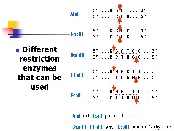 Different restriction enzymes that can be used n 