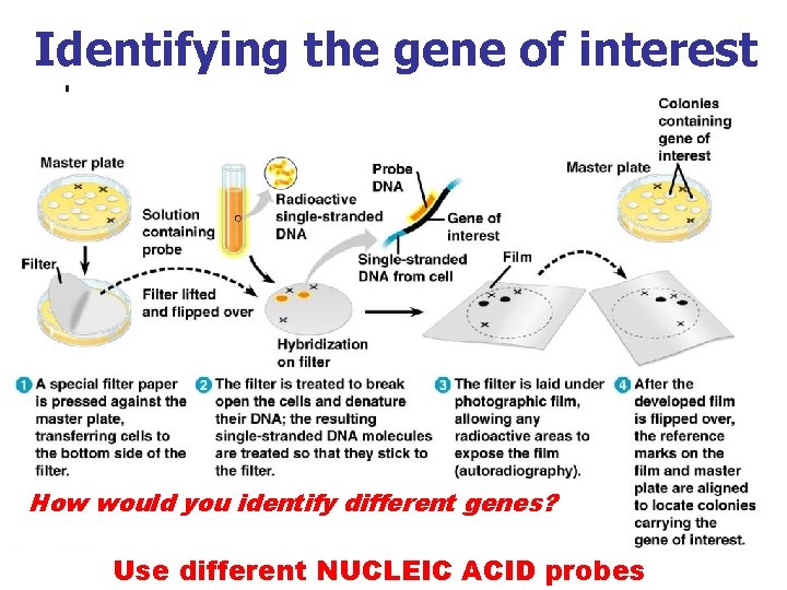 Identifying the gene of interest How would you identify different genes? Use different NUCLEIC