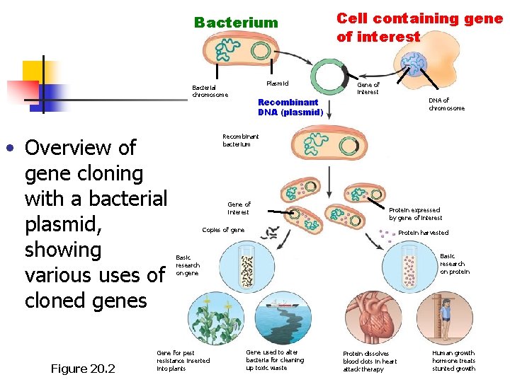 Bacterium Plasmid Bacterial chromosome • Overview of gene cloning with a bacterial plasmid, showing