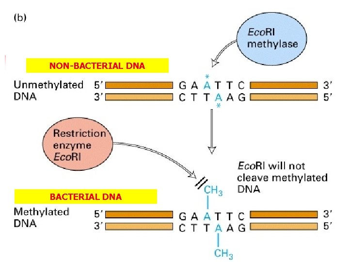 NON-BACTERIAL DNA 
