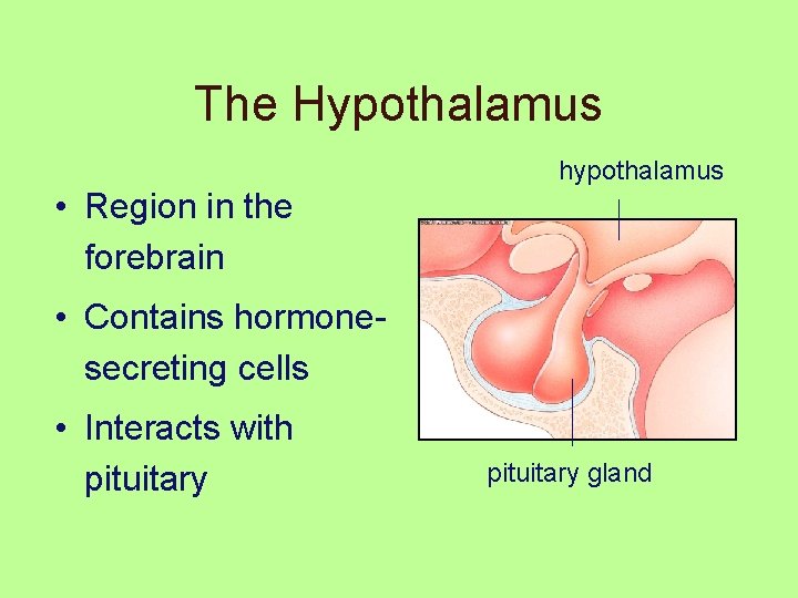 The Hypothalamus hypothalamus • Region in the forebrain • Contains hormonesecreting cells • Interacts