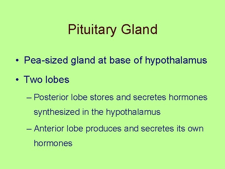 Pituitary Gland • Pea-sized gland at base of hypothalamus • Two lobes – Posterior