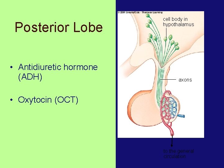 Posterior Lobe • Antidiuretic hormone (ADH) cell body in hypothalamus axons • Oxytocin (OCT)