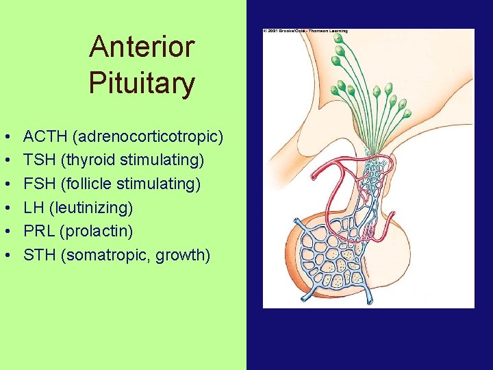 Anterior Pituitary • • • ACTH (adrenocorticotropic) TSH (thyroid stimulating) FSH (follicle stimulating) LH