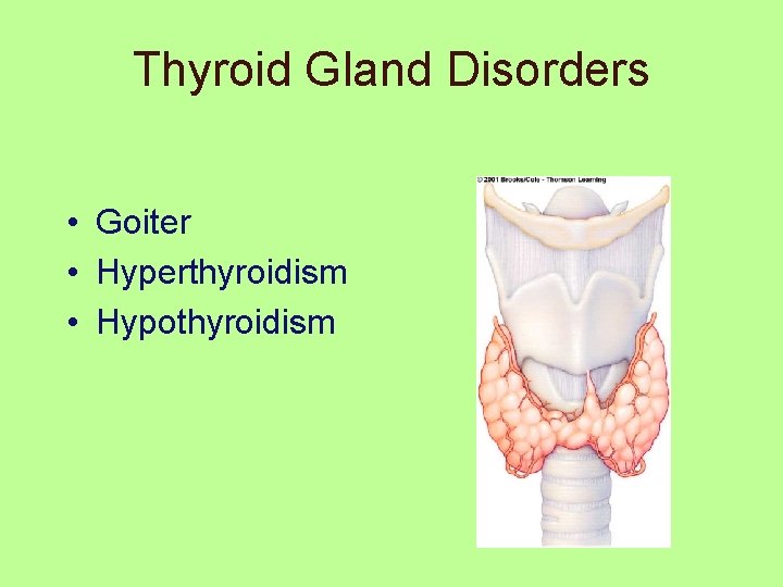 Thyroid Gland Disorders • Goiter • Hyperthyroidism • Hypothyroidism 