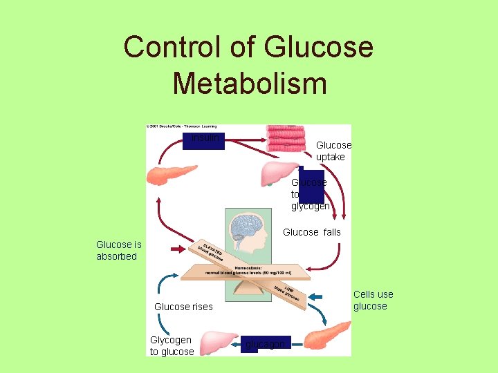 Control of Glucose Metabolism insulin Glucose uptake Glucose to glycogen Glucose falls Glucose is