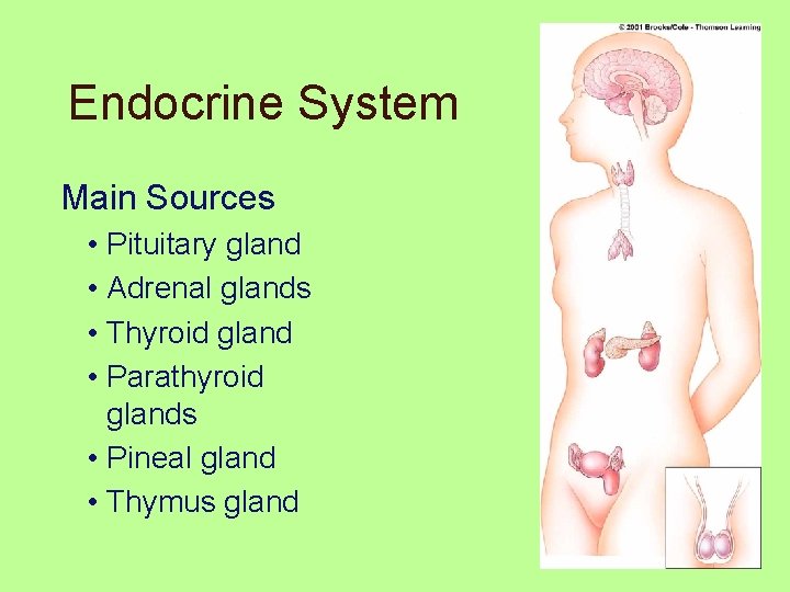 Endocrine System Main Sources • Pituitary gland • Adrenal glands • Thyroid gland •