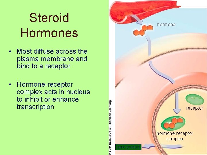 Steroid Hormones hormone • Most diffuse across the plasma membrane and bind to a