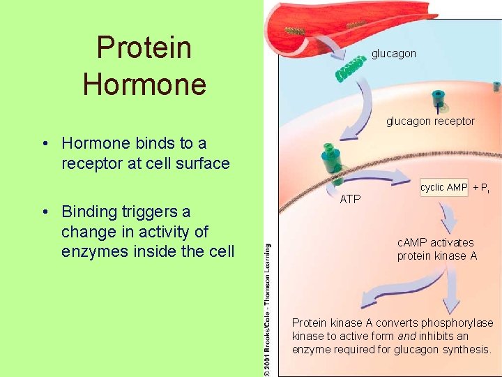 Protein Hormone glucagon receptor • Hormone binds to a receptor at cell surface •