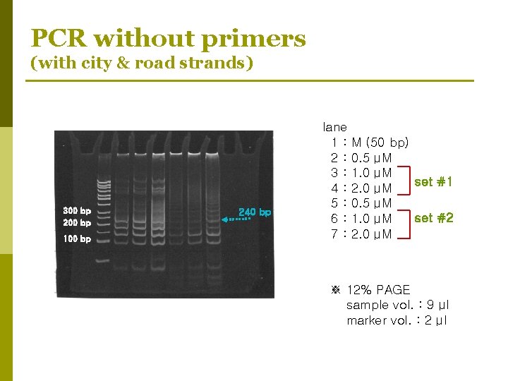 PCR without primers (with city & road strands) 300 bp 200 bp 100 bp