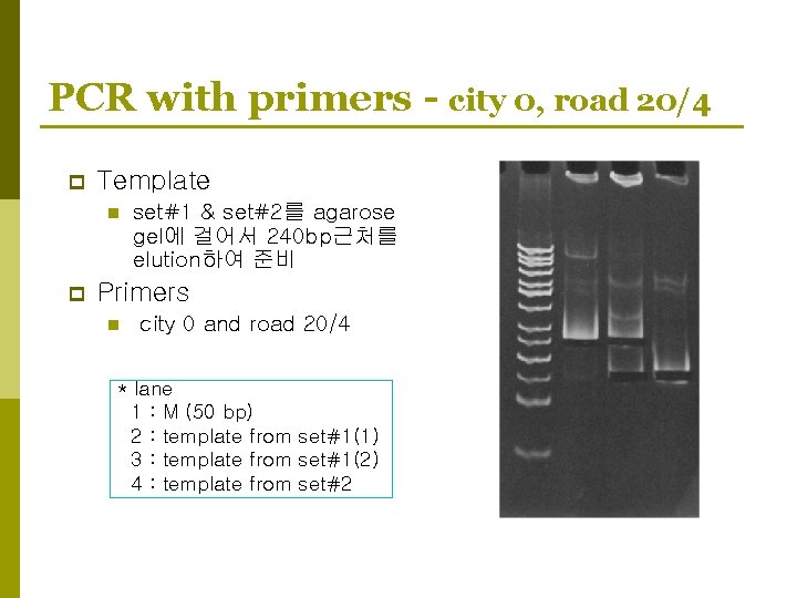 PCR with primers - city 0, road 20/4 p Template n p set#1 &