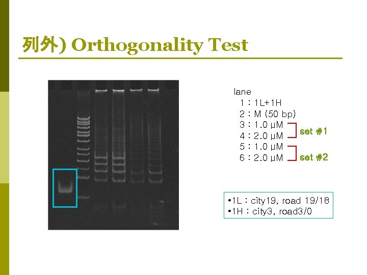 列外) Orthogonality Test lane 1 : 1 L+1 H 2 : M (50 bp)