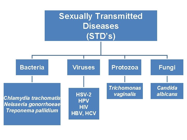 Sexually Transmitted Diseases (STD’s) Bacteria Chlamydia trachomatis Neisseria gonorrhoeae Treponema pallidium Viruses HSV-2 HPV