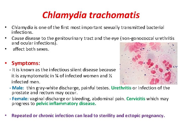 Chlamydia trachomatis • Chlamydia is one of the first most important sexually transmitted bacterial