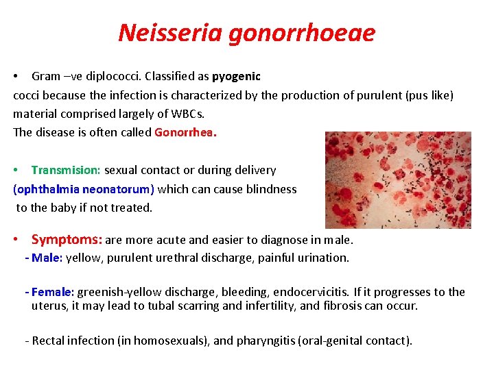 Neisseria gonorrhoeae • Gram –ve diplococci. Classified as pyogenic cocci because the infection is