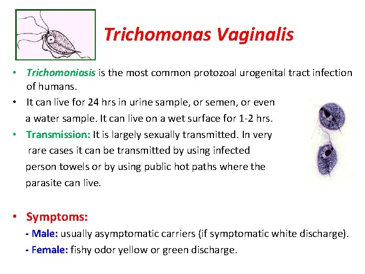 Trichomonas Vaginalis • Trichomoniasis is the most common protozoal urogenital tract infection of humans.