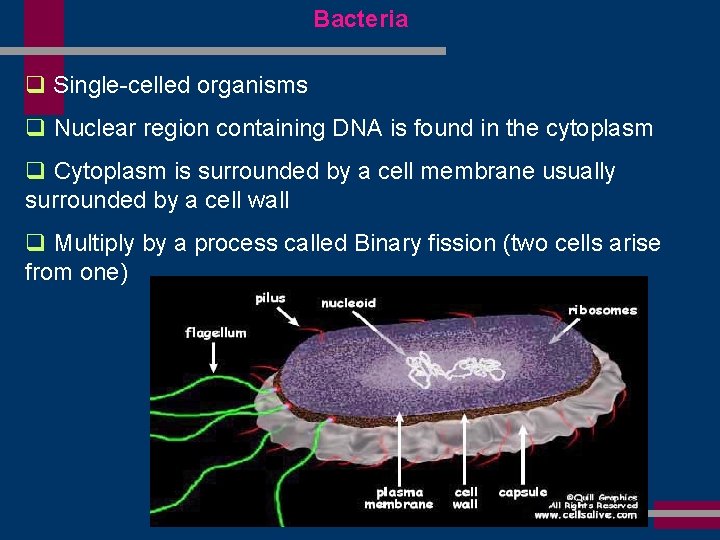 Bacteria q Single-celled organisms q Nuclear region containing DNA is found in the cytoplasm