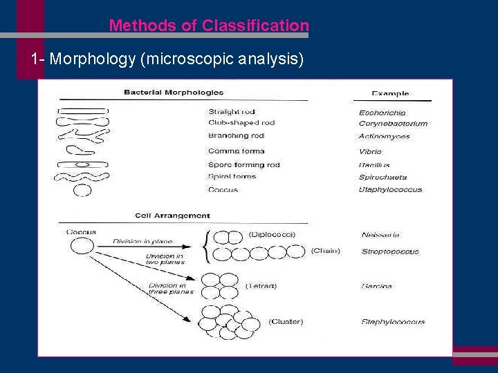 Methods of Classification 1 - Morphology (microscopic analysis) 