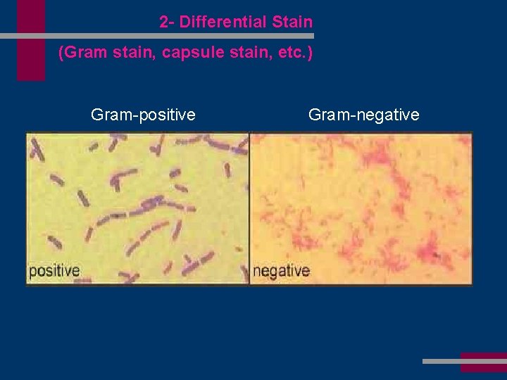 2 - Differential Stain (Gram stain, capsule stain, etc. ) Gram-positive Gram-negative 
