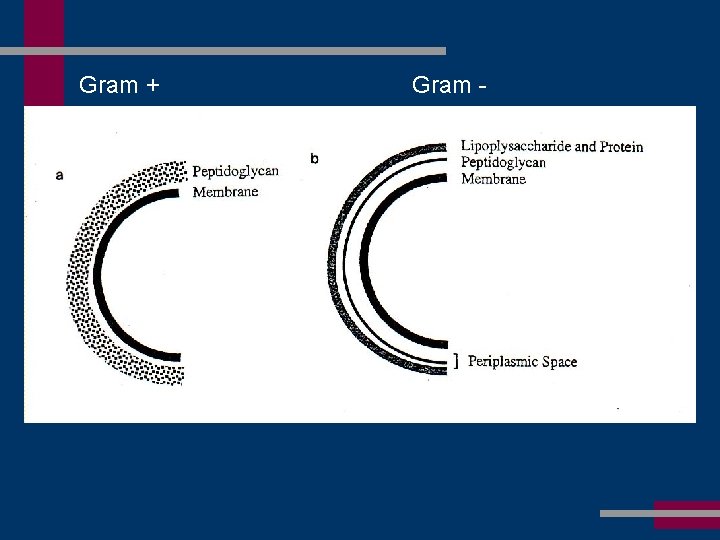 Gram + Gram - 
