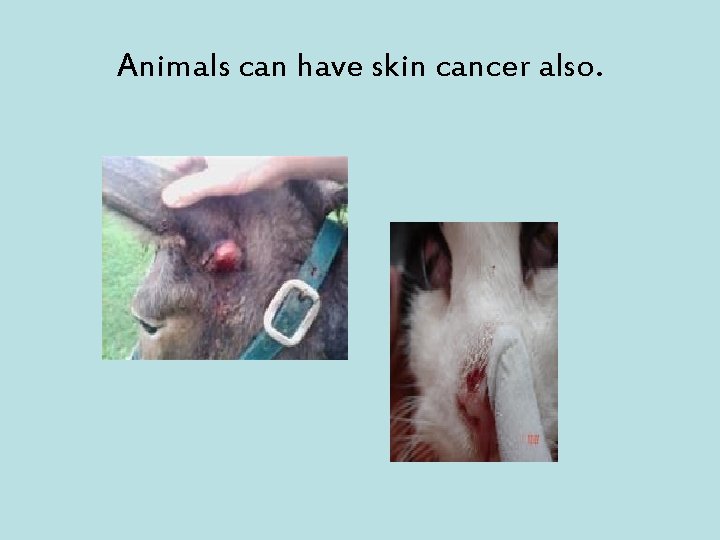 Animals can have skin cancer also. 