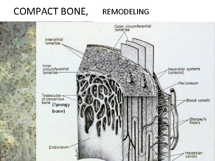 COMPACT BONE, (Spongy bone) REMODELING 