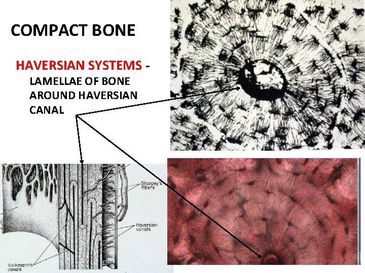 COMPACT BONE HAVERSIAN SYSTEMS LAMELLAE OF BONE AROUND HAVERSIAN CANAL 