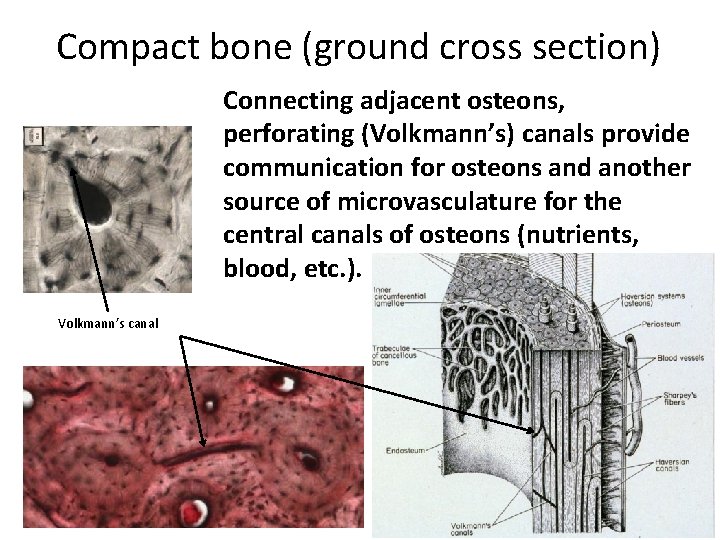 Compact bone (ground cross section) Connecting adjacent osteons, perforating (Volkmann’s) canals provide communication for