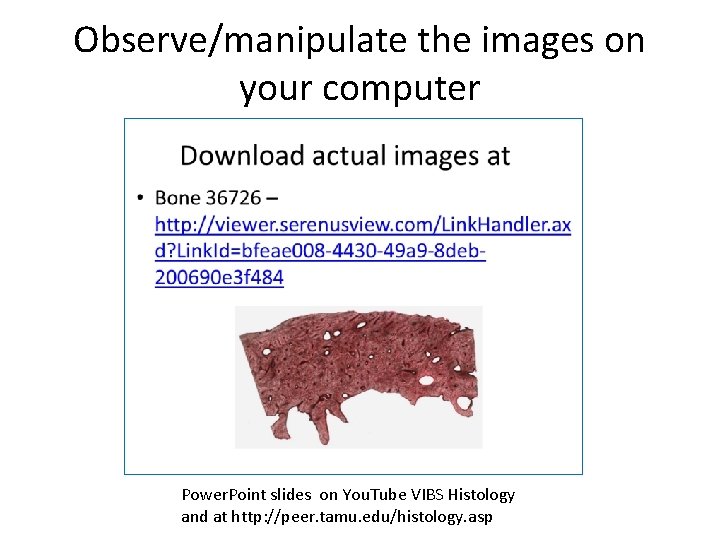 Observe/manipulate the images on your computer Power. Point slides on You. Tube VIBS Histology