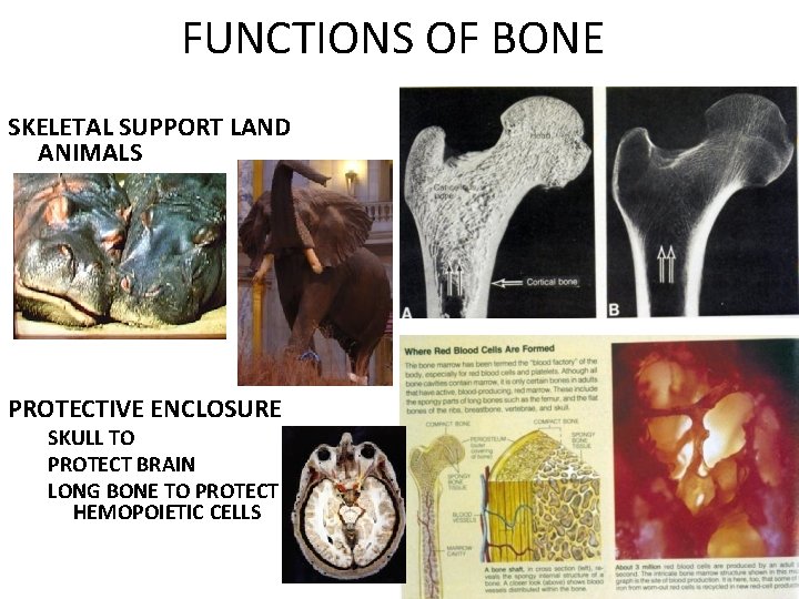 FUNCTIONS OF BONE SKELETAL SUPPORT LAND ANIMALS PROTECTIVE ENCLOSURE SKULL TO PROTECT BRAIN LONG