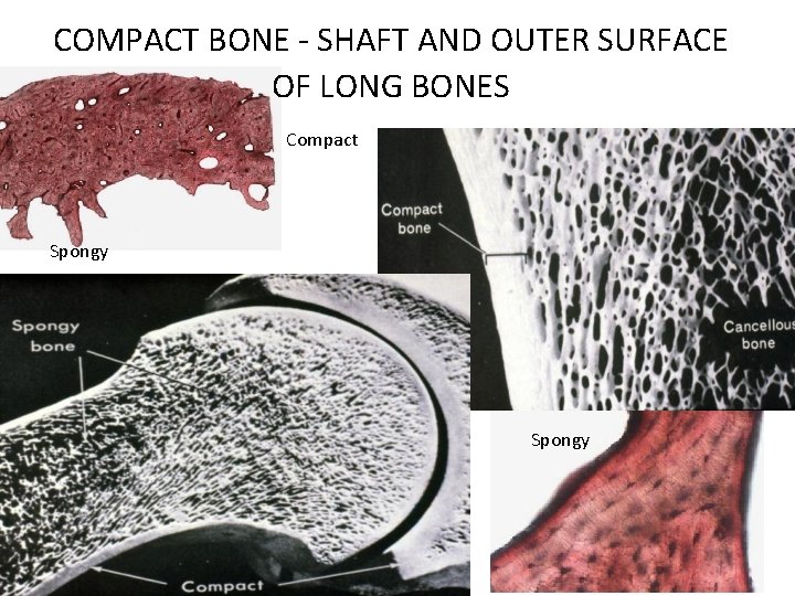 COMPACT BONE - SHAFT AND OUTER SURFACE OF LONG BONES Compact Spongy COMPACT BONE - SHAFT AND OUTER SURFACE OF LONG BONES Compact Spongy