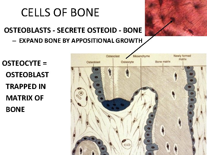 CELLS OF BONE OSTEOBLASTS - SECRETE OSTEOID - BONE – EXPAND BONE BY APPOSITIONAL